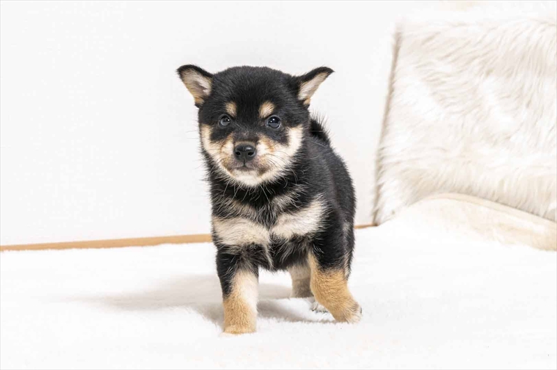 豆柴犬 販売子犬番号 ひなこちゃん 写真2