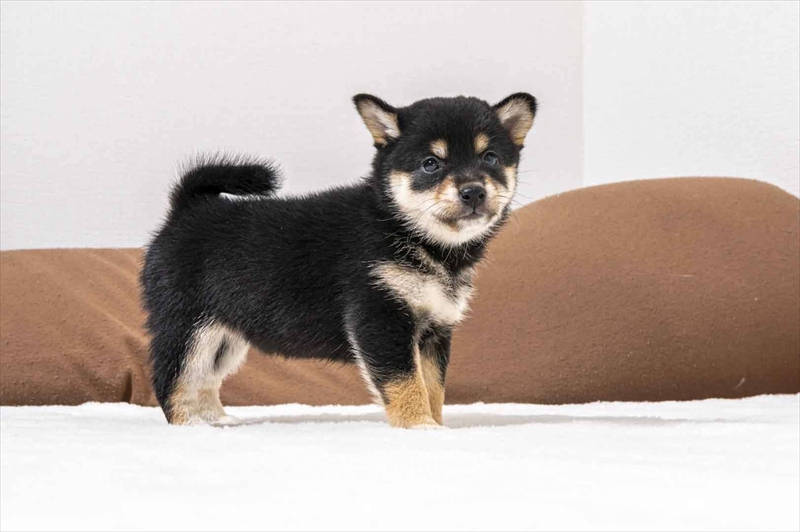 豆柴犬 販売子犬番号 ひなこちゃん 写真3