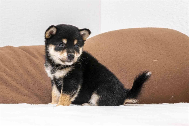 豆柴犬 販売子犬番号 ひなこちゃん 写真4