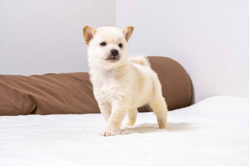 豆柴犬 販売子犬番号 かいとくん 写真2