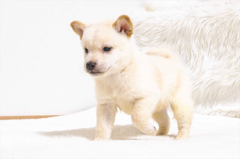 豆柴犬 販売子犬番号 かいとくん 写真3