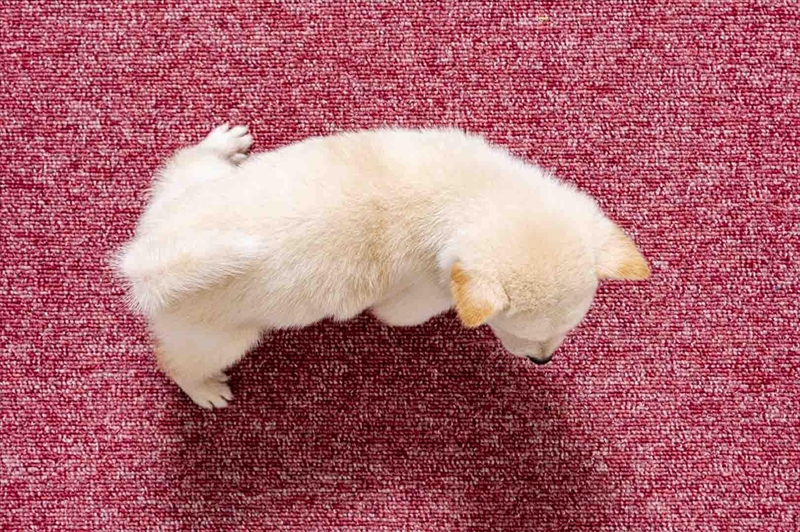 豆柴犬 販売子犬番号 かいとくん 写真5