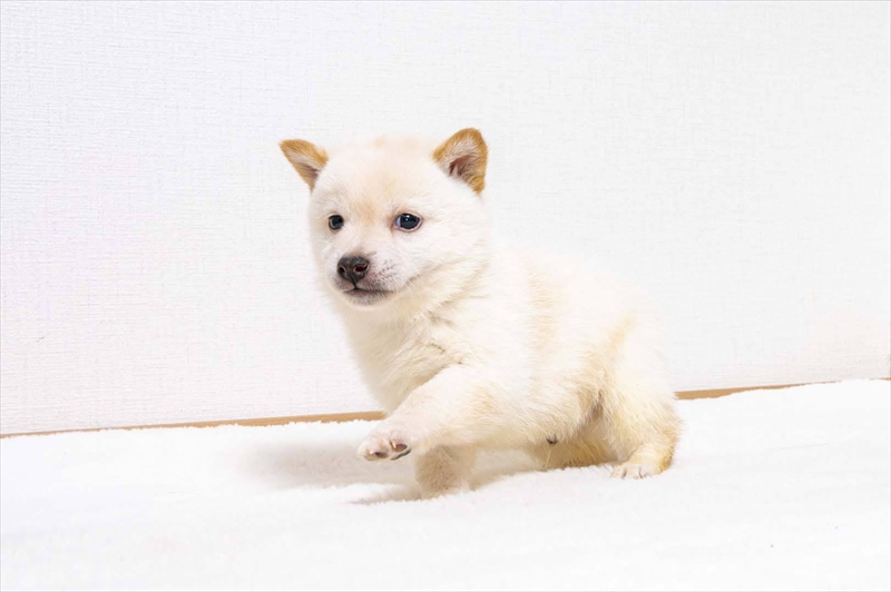 豆柴犬 販売子犬番号 かなでくん 写真2