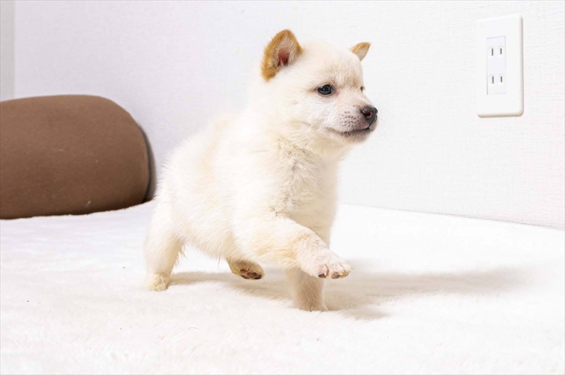 豆柴犬 販売子犬番号 かなでくん 写真3