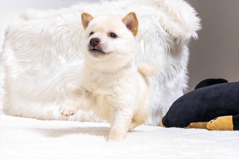 豆柴犬 販売子犬番号 かなでくん 写真4