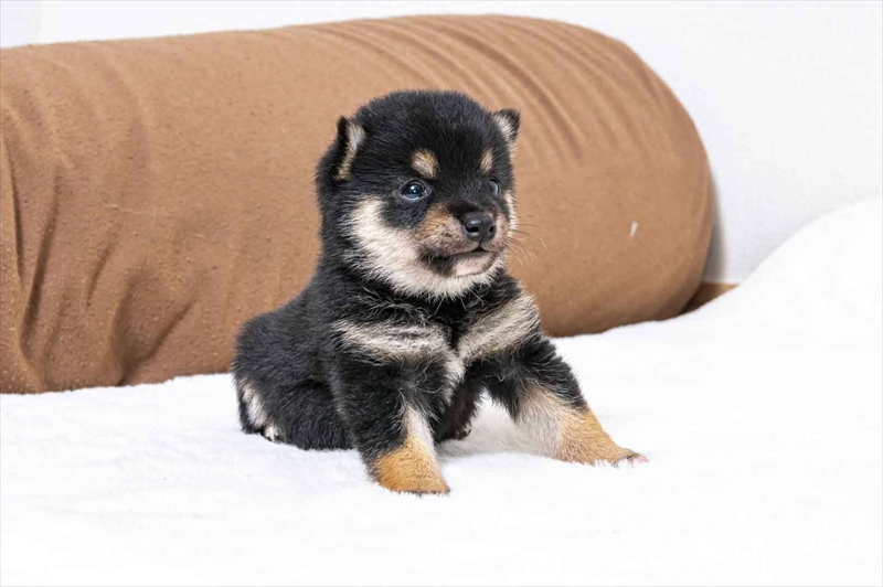 豆柴犬 販売子犬番号 こうたくん 写真2