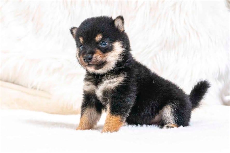 豆柴犬 販売子犬番号 こうたくん 写真3