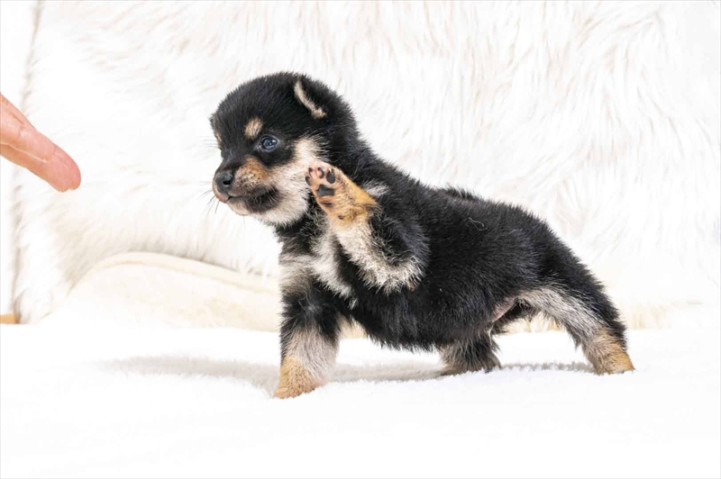 豆柴犬 販売子犬番号 こうたくん 写真4