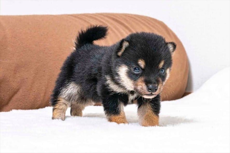 豆柴犬 販売子犬番号 こうたくん 写真5