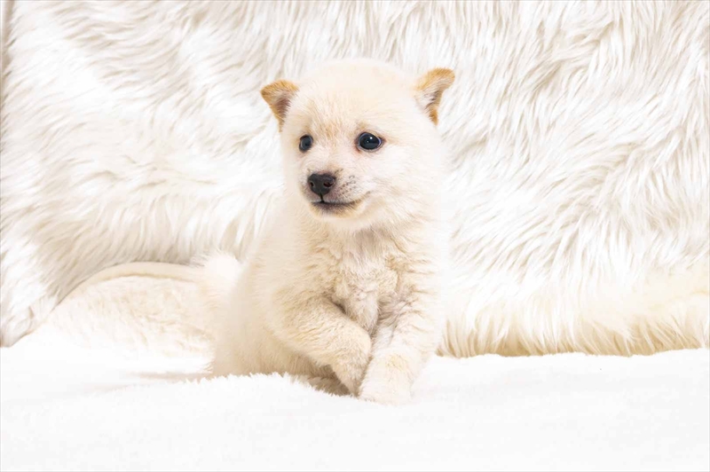 豆柴犬 販売子犬番号 のえるくん 写真2