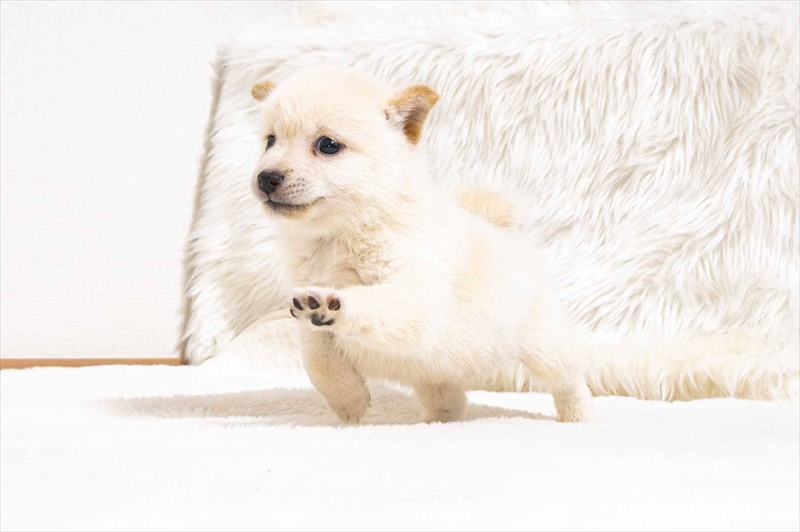 豆柴犬 販売子犬番号 のえるくん 写真3