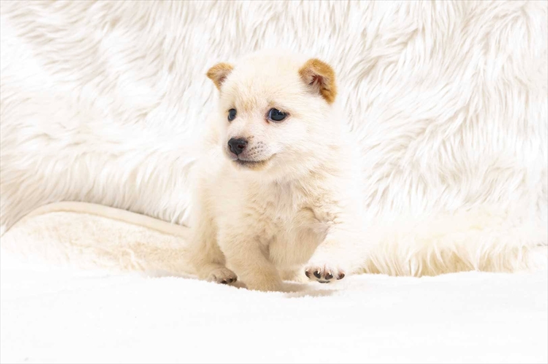 豆柴犬 販売子犬番号 のえるくん 写真4