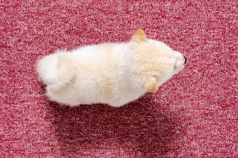 豆柴犬 販売子犬番号 のえるくん 写真5