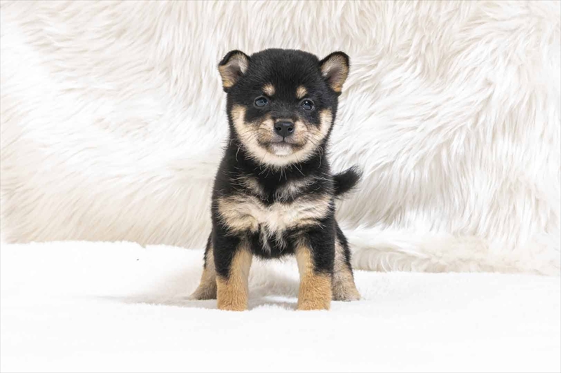 豆柴犬 販売子犬番号 れみちゃん 写真3