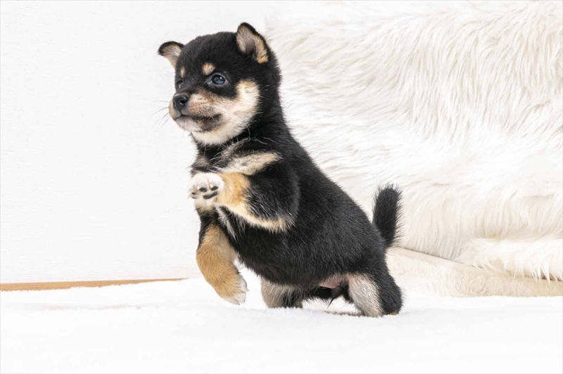 豆柴犬 販売子犬番号 れみちゃん 写真4