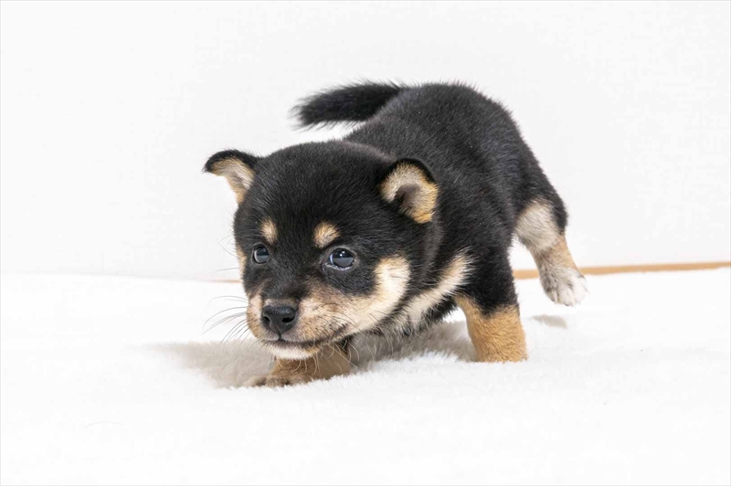 豆柴犬 販売子犬番号 れみちゃん 写真5