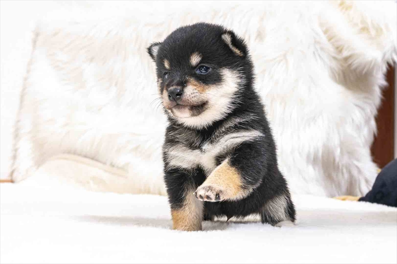 豆柴犬 販売子犬番号 たくみくん 写真3