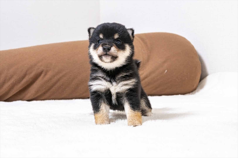 豆柴犬 販売子犬番号 たくみくん 写真5
