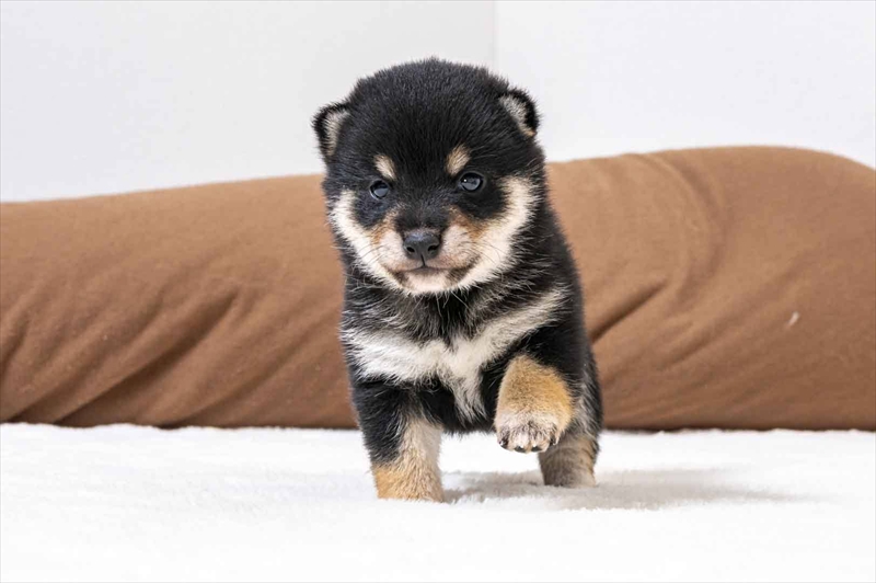 豆柴犬 販売子犬番号 たくみくん 写真2