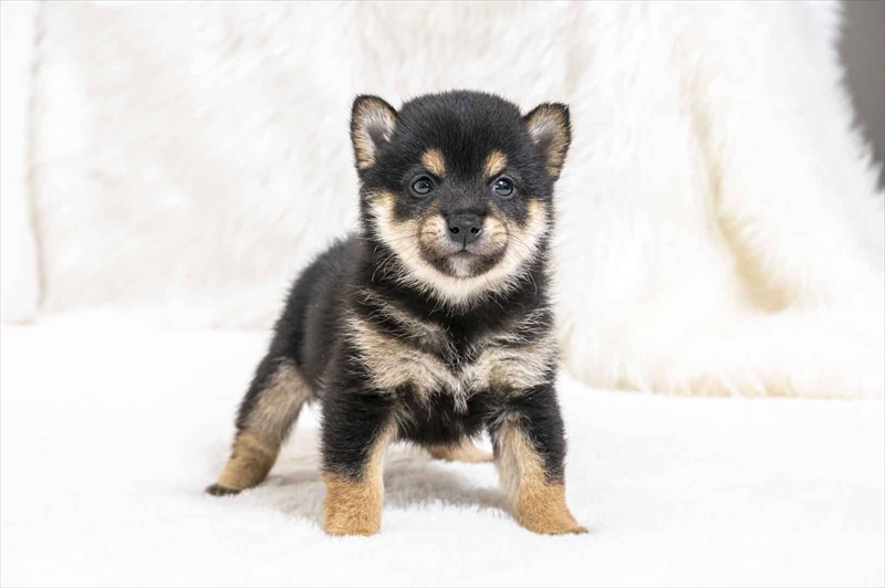 豆柴犬 販売子犬番号 ふみやくん 写真2