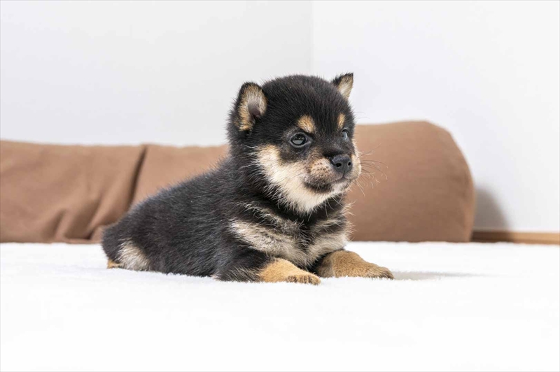 豆柴犬 販売子犬番号 ふみやくん 写真3