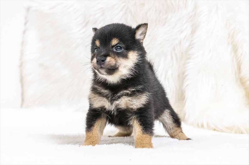 豆柴犬 販売子犬番号 ふみやくん 写真4