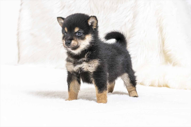 豆柴犬 販売子犬番号 ふみやくん 写真5