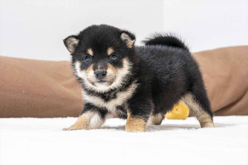 豆柴犬 販売子犬番号 ひろおみくん 写真2