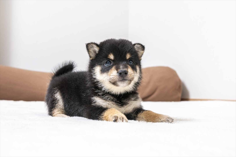 豆柴犬 販売子犬番号 ひろおみくん 写真3