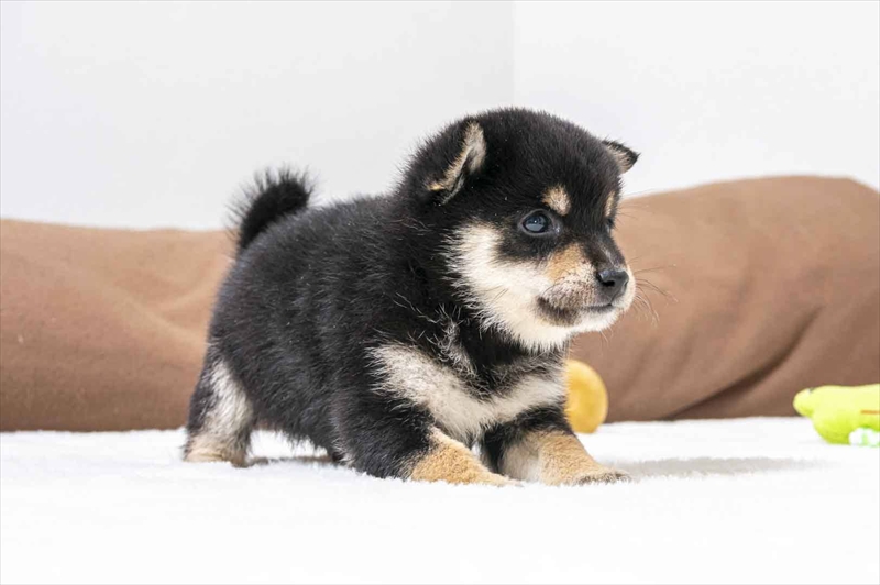 豆柴犬 販売子犬番号 ひろおみくん 写真5