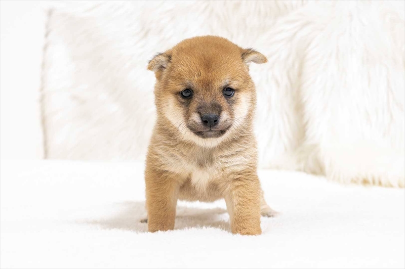 豆柴犬 販売子犬番号 ことはちゃん 写真2