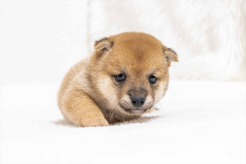 豆柴犬 販売子犬番号 ことはちゃん 写真3