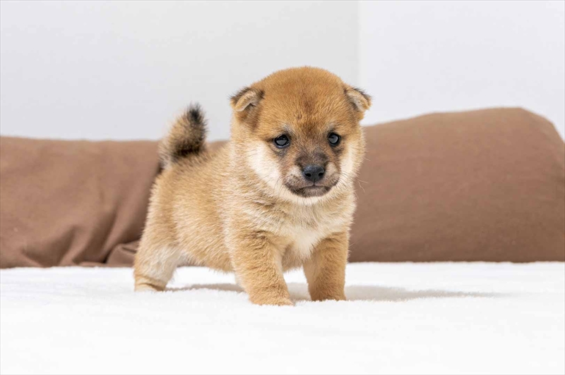 豆柴犬 販売子犬番号 ことはちゃん 写真4