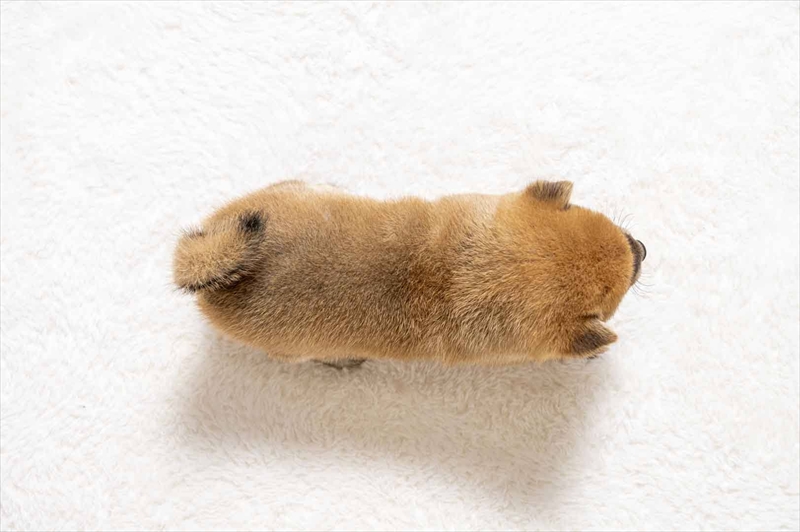 豆柴犬 販売子犬番号 ことはちゃん 写真5