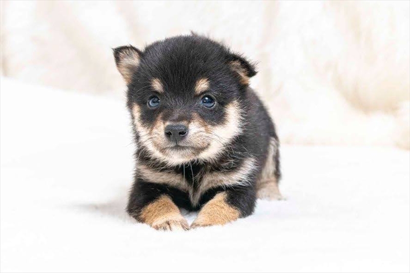 豆柴犬 販売子犬番号 まるくん 写真2