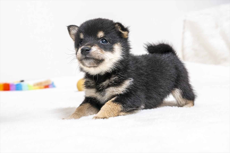 豆柴犬 販売子犬番号 まるくん 写真3