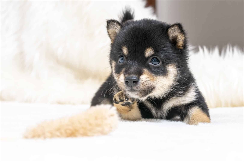 豆柴犬 販売子犬番号 さやかちゃん 写真2