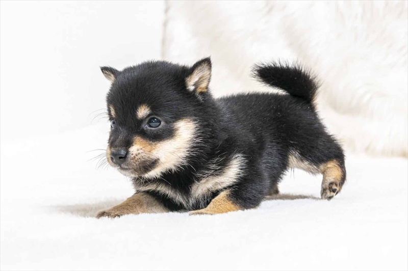 豆柴犬 販売子犬番号 さやかちゃん 写真3