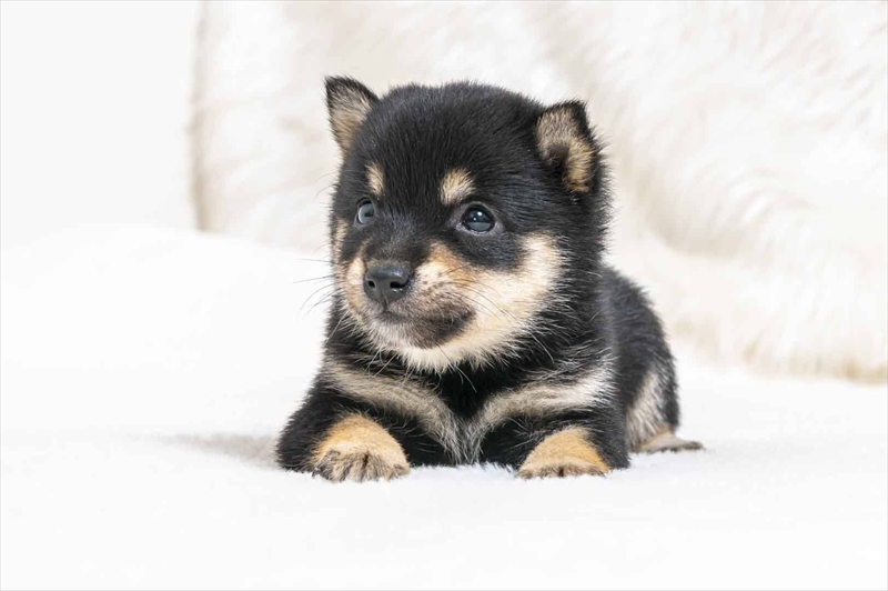 豆柴犬 販売子犬番号 さやかちゃん 写真4