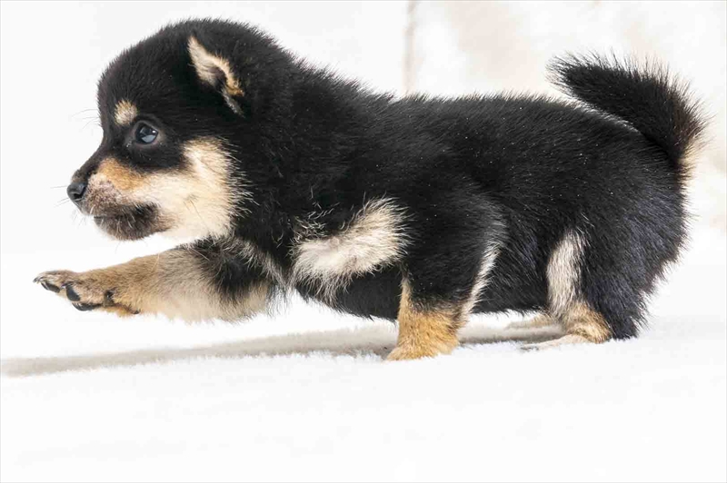 豆柴犬 販売子犬番号 さやかちゃん 写真5