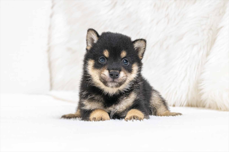 豆柴犬 販売子犬番号 しんじくん 写真2