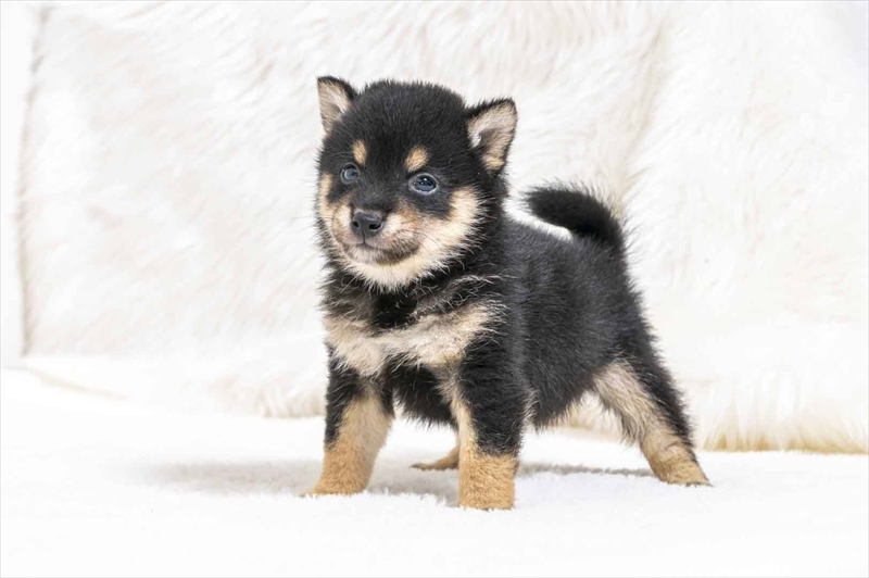 豆柴犬 販売子犬番号 しんじくん 写真4