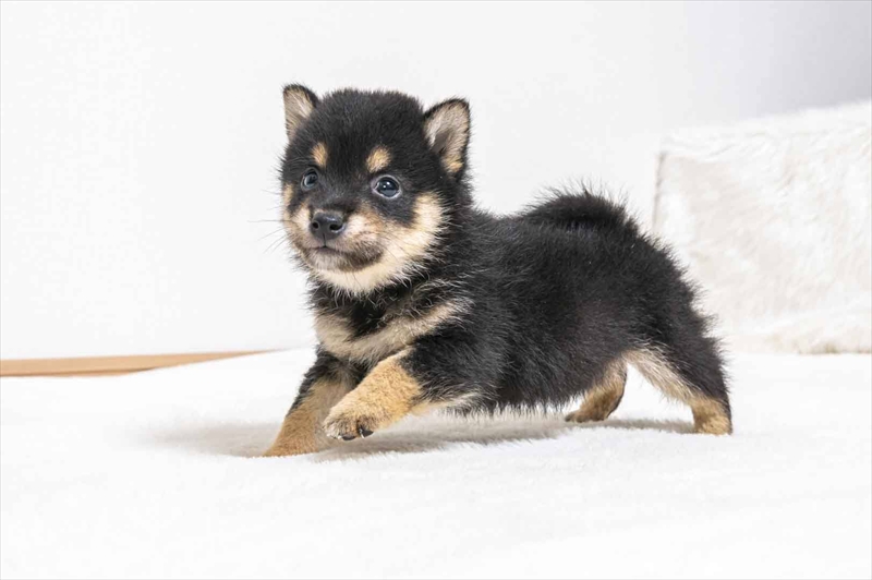 豆柴犬 販売子犬番号 しんじくん 写真5