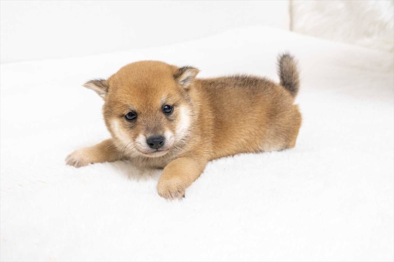 豆柴犬 販売子犬番号 しょうきくん 写真3