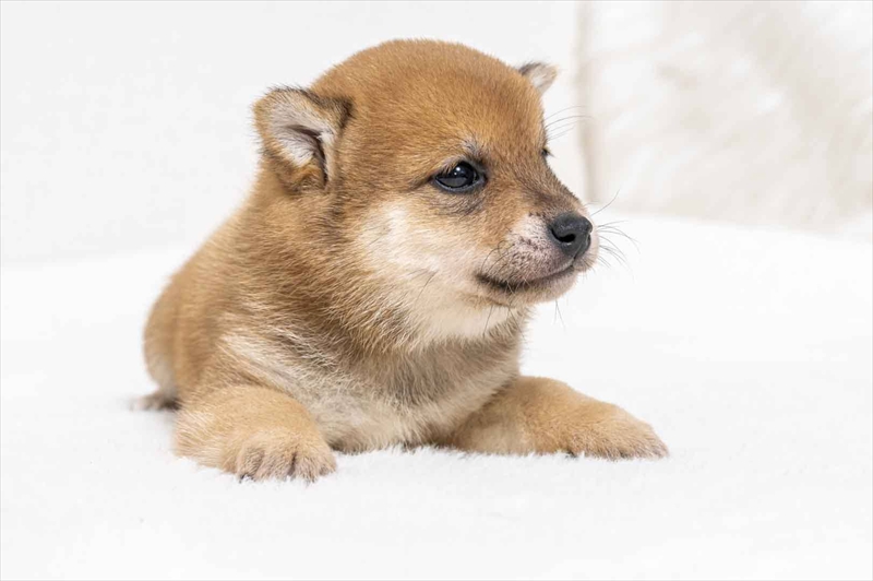 豆柴犬 販売子犬番号 しょうきくん 写真4