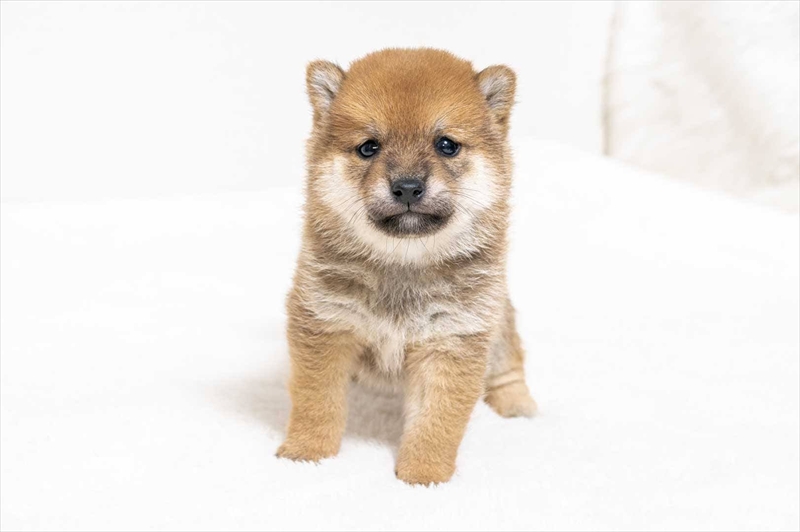 豆柴犬 販売子犬番号 ともひさくん 写真2