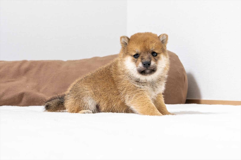 豆柴犬 販売子犬番号 ともひさくん 写真3