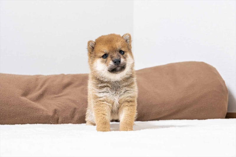 豆柴犬 販売子犬番号 ともひさくん 写真4