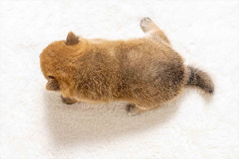 豆柴犬 販売子犬番号 ともひさくん 写真5