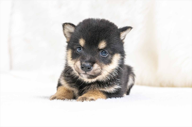 豆柴犬 販売子犬番号 つぼみちゃん 写真2